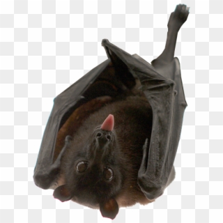 Bat Hanging Isolated Animal Nocturnal - Mean Bat Clipart