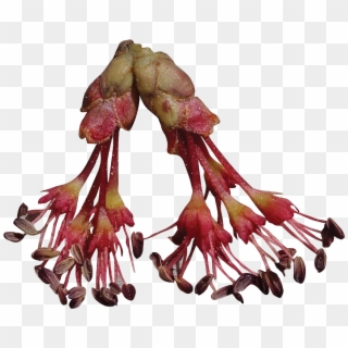 Flowers - Qantu Clipart