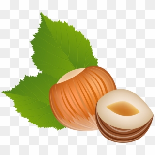 View Full Size - Hazelnut Clipart Png Transparent Png
