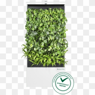 Naava Green Walls - Naava Clipart