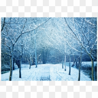 #winter #road #trees #wintertrees #background - تقویم بهمن 98 Clipart