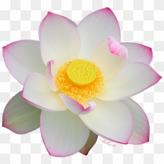 Bleed Area May Not Be Visible Transparent Background White Lotus Flower Clipart Pikpng