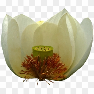A White Lotus - Sacred Lotus Clipart
