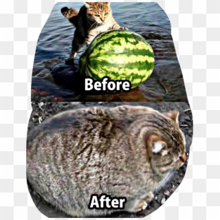 #funny #cat #watermelon #lol #meme #haha #freetoedit - Roundest Cat Clipart