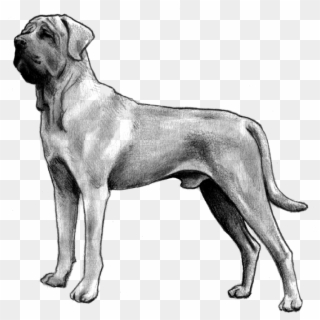 Tosa - Dog Yawns Clipart