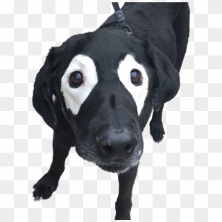 This Black Lab Is Slowly Turning White, So Internet - All Dogs Clipart