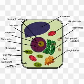 Chromatin Drawing Microvilli - Cytoskeleton In Animal Cell Project Clipart