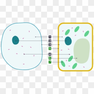 Basic Animal And Plant Cells Clipart