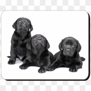 Black Labrador Puppies Printed Mouse Mat - Crni Labrador Clipart