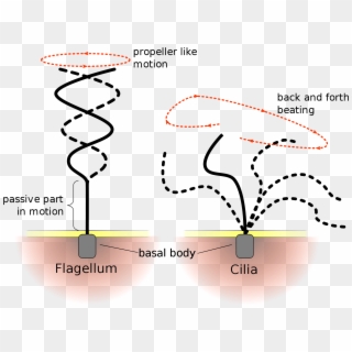 Cilia And Flagella Drawing Clipart
