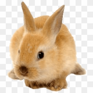 Download Rabbit Cute Ginger Png Images Background - Cute Rabbit Png Clipart