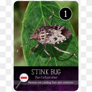 Shield Bugs Clipart