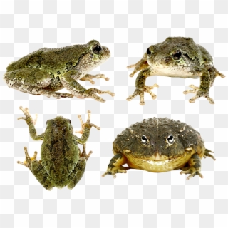 Frog Png - Eastern Spadefoot Clipart