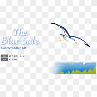 Gull Clipart