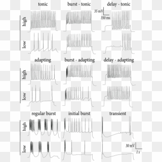 Multiple Firing Patterns In Cortical Neurons - Monochrome Clipart