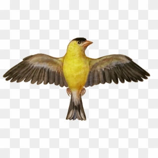Add Media Report Rss Png Kanary 2 - Canary Bird Spread Wings Clipart