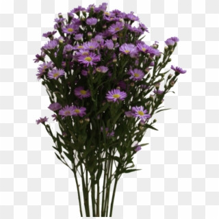Aster Purple - European Michaelmas Daisy Clipart