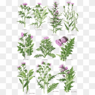 Cirsium 01 - アザミ 葉 Clipart