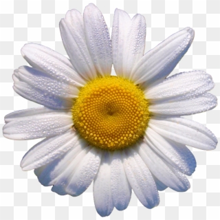 Is This Your First Heart - White Daisy Flower Clipart
