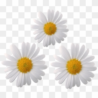 #daisy #flower #flowers #moodboard #galaxy #whiterose - Chamomile Flower Transparent Background Clipart