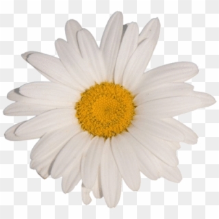 Flower White Tumblr Aesthetic Vaporwave - White Flower Aesthetic Transparent Clipart