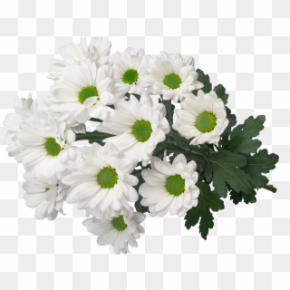 Sp My White 3d2 - Chamomile Clipart