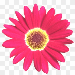 Grandaisy Red 6 Cm Daisy Flowers Early Blooming Argyranthemum - Golden Seal Clipart - Png Download
