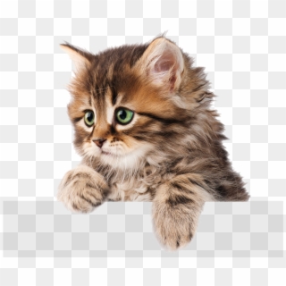 Kittens Transparent Happy - Открытки С 8 Марта С Кошками Clipart