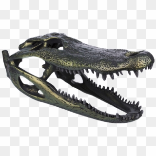 Alligator Skull - Fang Clipart