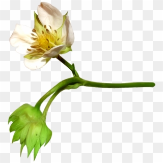 Flower, Petal, Cotton, Plant Png Image With Transparent - Cotton Flower Bud Png Clipart