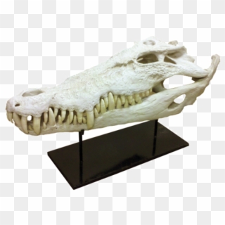Alligator Clipart