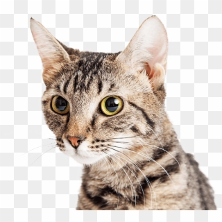 4 Cats Png - Cat Looking To The Side Clipart