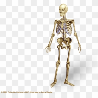 Human Skeleton Png Clipart