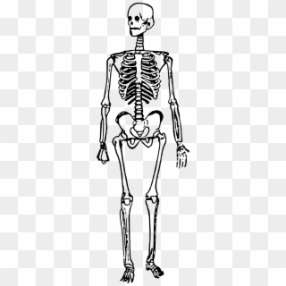 796 X 2400 1 - Skeleton Clipart Standing - Png Download