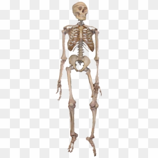 Skeleton Png Free Download - Full Diagram Of The Bones Of The Human Body Clipart