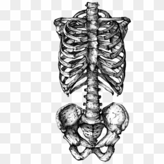 Skeleton Png Tumblr - Rib Cage Skeleton Tattoo Clipart