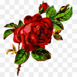 Digital Shabby Rose Image Download - Roses Art Png Clipart