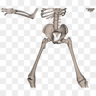 Skeleton Png Transparent Images - Skeleton Png Free Download Clipart