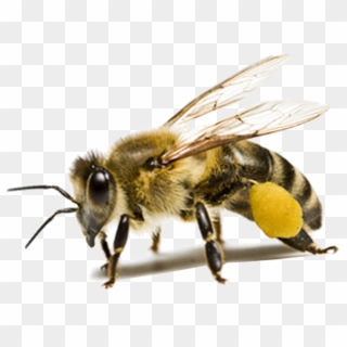 Bee Png Hd - D&d Bee Clipart
