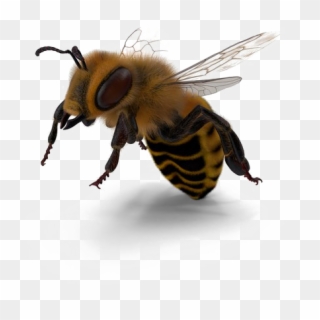 Bee Png Image - Honeybee Clipart