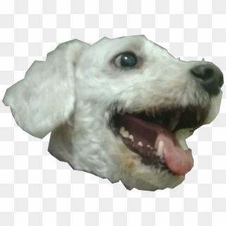 Doge Head Png Clipart 584970 Pikpng - roblox doge head png