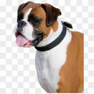 Boxer Dog Png Transparent Image - Dog Png Clipart