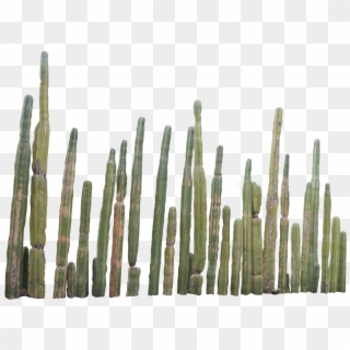 Cactus Png Picture - Cactus Png Clipart