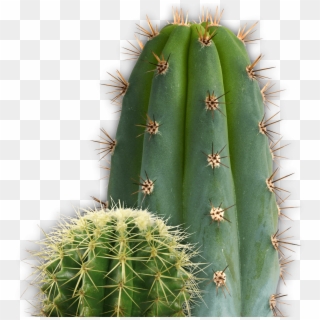 Download - Cactus Png Transparent Clipart