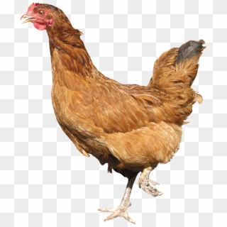 Chicken Png Image - Chicken Png Clipart