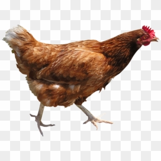 Chicken Png Image - Hen Transparent Background Clipart