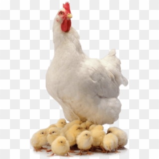 Chicken Family - Chickens .png Clipart
