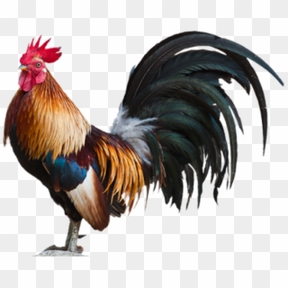 980 X 784 52 - Cock Hd Png Clipart