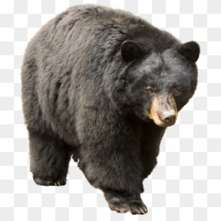 American Black Bear Png Clipart