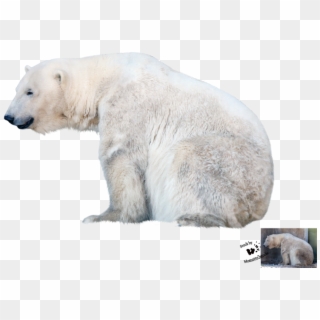 Polar Bear Png File - Polar Bear Transparent Background Clipart